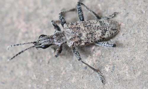 Réf. 300 599 : Rhagium inquisitor
